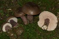 Tylopilus plumbeoviolaceus image