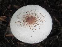 Leucoagaricus americanus image