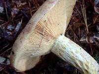 Lactarius subpalustris image