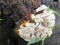 Ganoderma sessile image