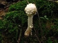 Amanita rubescens var. rubescens image