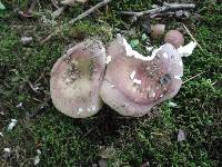 Russula vinosobrunnea image