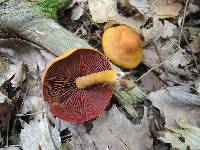 Cortinarius semisanguineus image