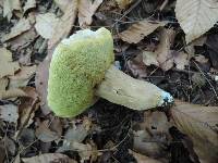 Boletus variipes image