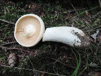 Entoloma sinuatum image