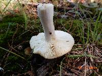 Russula crustosa image