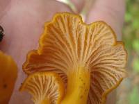 Cantharellus ignicolor image