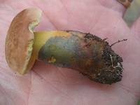 Boletus sensibilis image