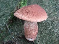 Boletus subcaerulescens image