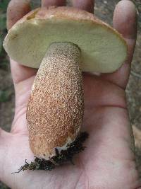 Boletus subcaerulescens image