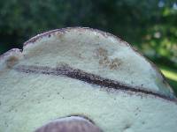 Boletus subcaerulescens image