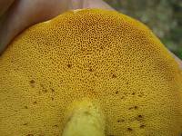 Suillus subaureus image