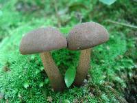 Boletellus chrysenteroides image