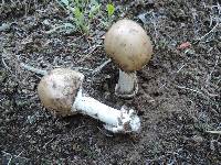 Amanita spreta image