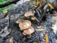 Psilocybe phyllogena image