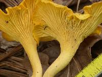 Cantharellus septentrionalis image