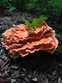 Laetiporus cincinnatus image