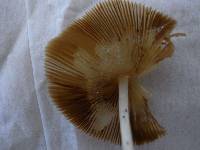 Conocybe apala image