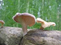 Lentinus strigosus image