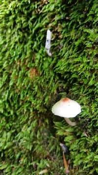 Lepiota cristata image