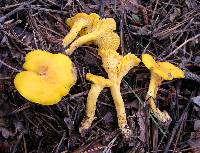 Cantharellus septentrionalis image