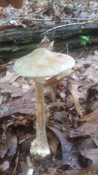 Amanita brunnescens image