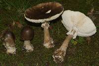 Amanita brunnescens image