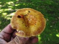 Russula mutabilis image