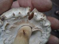 Agaricus pocillator image