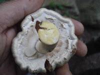 Agaricus pocillator image