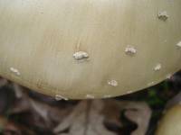 Amanita velatipes image