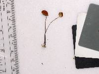 Marasmius siccus image