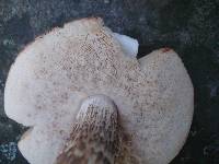 Leccinum snellii image