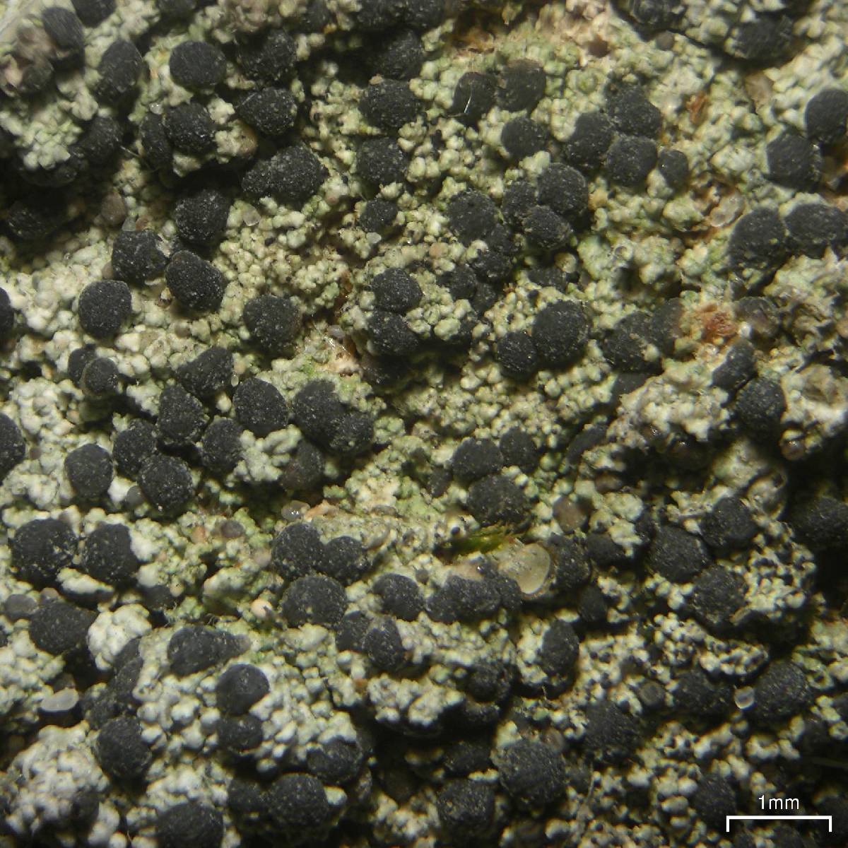 Biatora tetramera image