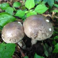 Amanita spreta image