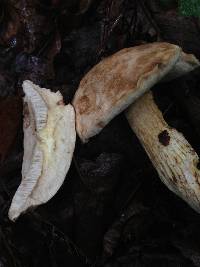 Tylopilus felleus image