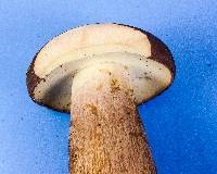 Tylopilus rubrobrunneus image