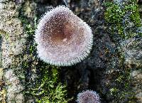 Lentinus strigosus image