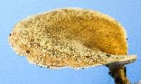Lentinus strigosus image