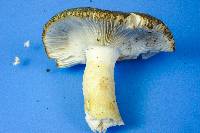 Russula parvovirescens image