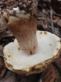 Boletus variipes image