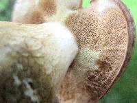 Boletus pallidus image