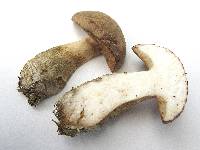 Boletus pallidus image