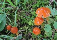 Hygrocybe psittacina var. perplexa image