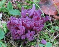 Clavaria zollingeri image