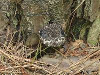 Strobilomyces confusus image