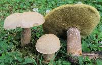 Boletus variipes image