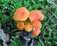 Hygrocybe miniata image