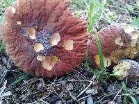 Xerocomus hortonii image