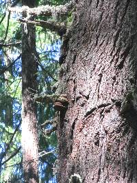 Fomitopsis officinalis image